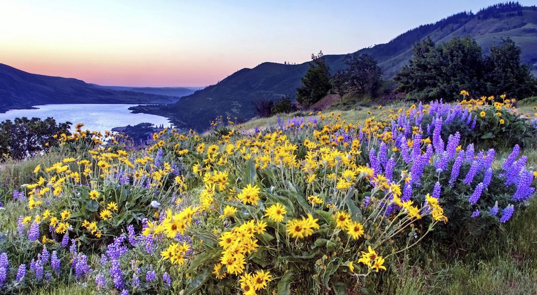 Oregonflowers Oregonflowers